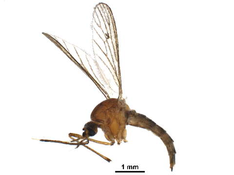 Image of Aedes aloponotum Dyar 1917