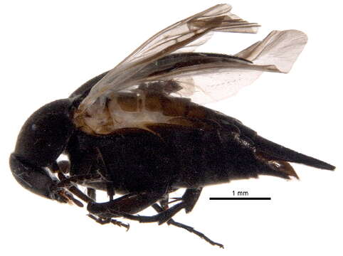 Image of Mordella