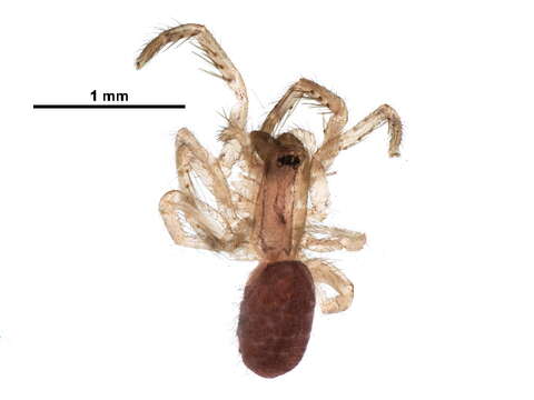 Image of tube-dwelling spiders
