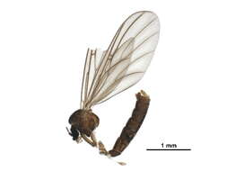 Image of Acomopterella