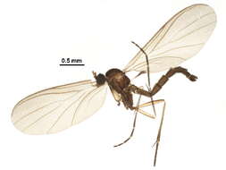 Image of Robsonomyia