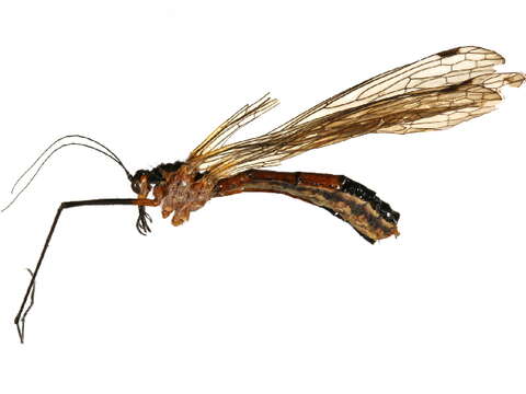 Image of Bittacus