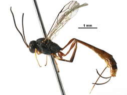 Image of Nesomesochorinae