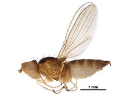 Pelomyia resmi