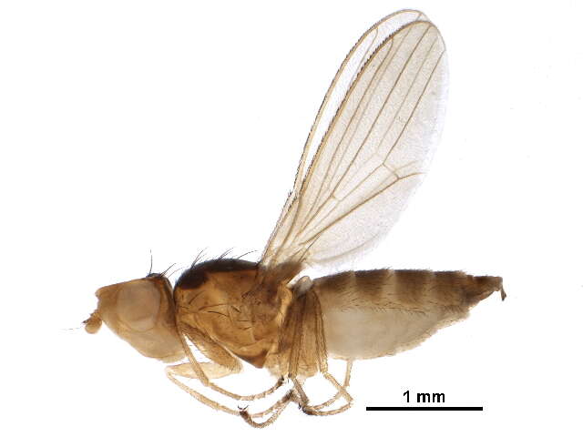 Pelomyia resmi