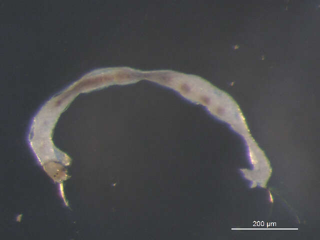 Image of Micropsectra penicillata Anderson, Stur & Ekrem 2013