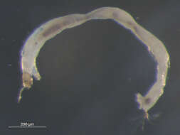 Image of Micropsectra penicillata Anderson, Stur & Ekrem 2013