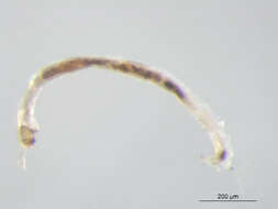 Image of Micropsectra penicillata Anderson, Stur & Ekrem 2013