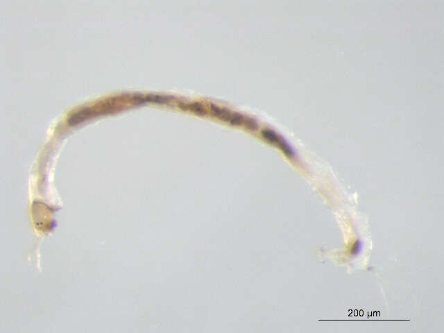 Image of Micropsectra penicillata Anderson, Stur & Ekrem 2013