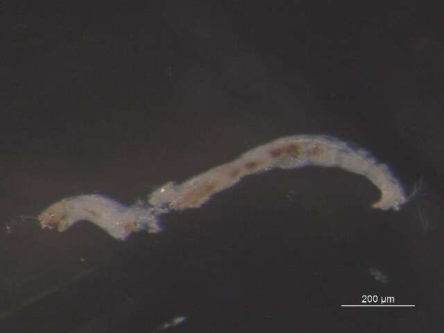 Image of Micropsectra penicillata Anderson, Stur & Ekrem 2013