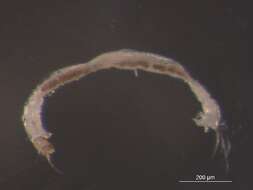 Image of Micropsectra penicillata Anderson, Stur & Ekrem 2013