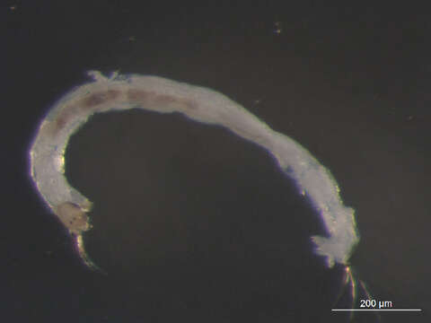 Image of Micropsectra penicillata Anderson, Stur & Ekrem 2013