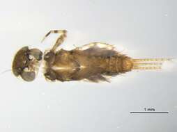 Image of flat-headed mayflies
