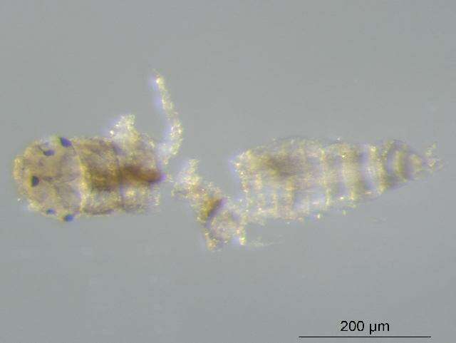 Image of small squaregilled mayflies