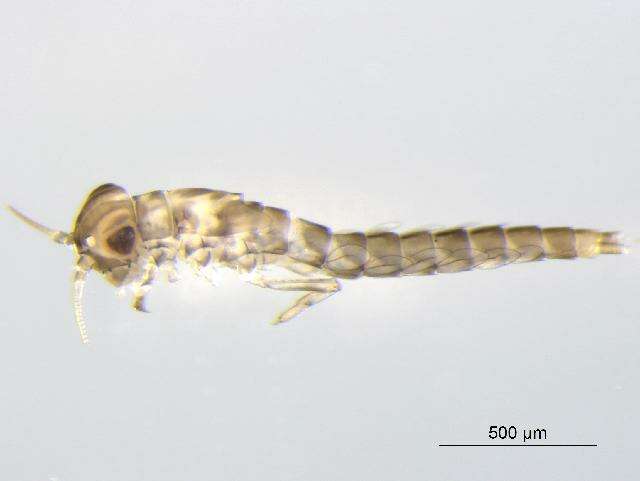 Image of Pseudocloeon