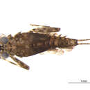 Image of Epeorus