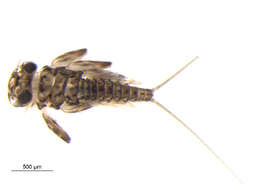 Image of Epeorus