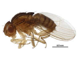 Image of flies