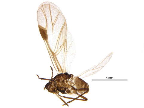 Image of Anoeciinae