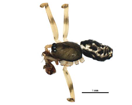 Image of Incestophantes