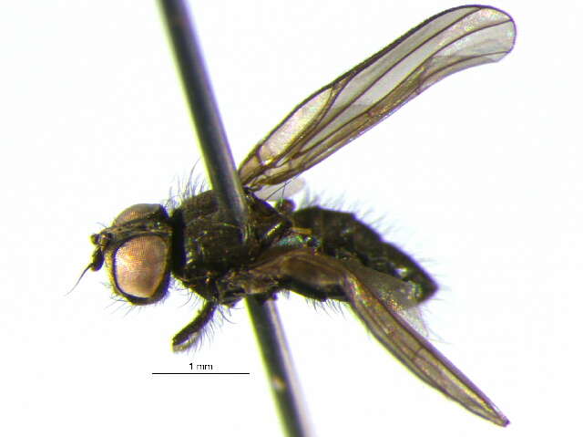 Image of Tephritoidea