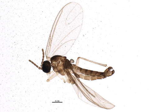 Image of Keilbachia