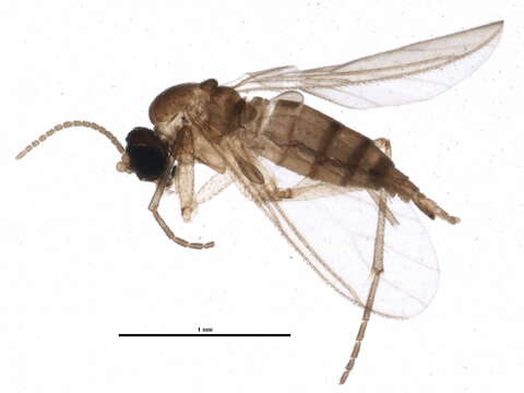 Image of Keilbachia