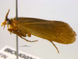 Image of Anabolia brevipennis (Curtis 1834)