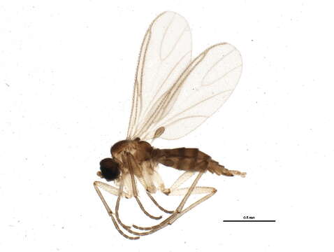 Image of Keilbachia