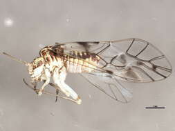 Image of Psococerastis