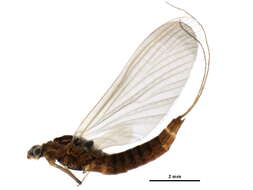 Image of Lanceolata