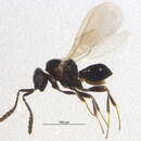 Image of Telenomus coloradensis Crawford 1910