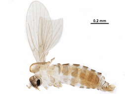 Image of Trichomyia