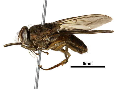 Image of tsetse flies