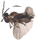 Imagem de Lychnocolacidae