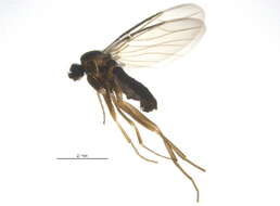 Image of Mallochphora orphnephiloides (Malloch 1912)