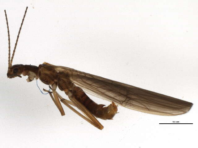 Image of rolled-winged stoneflies