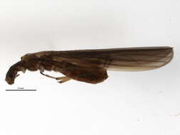 Image of rolled-winged stoneflies