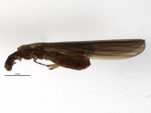 Image of rolled-winged stoneflies