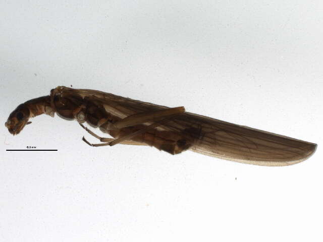 Image of rolled-winged stoneflies