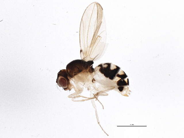 Image of Mycodrosophila dimidiata (Loew 1862)