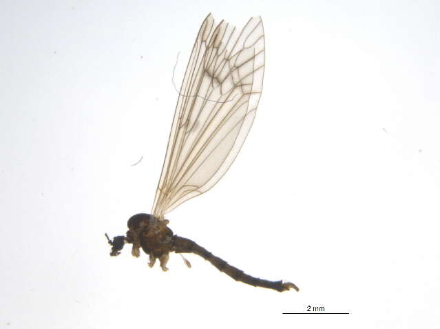 Image of Trichocera bimacula Walker 1848