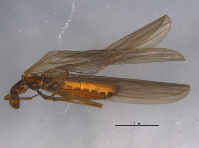 Image of rolled-winged stoneflies