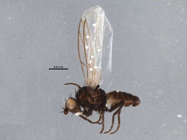 Chromatomyia puccinelliae Spencer 1969的圖片