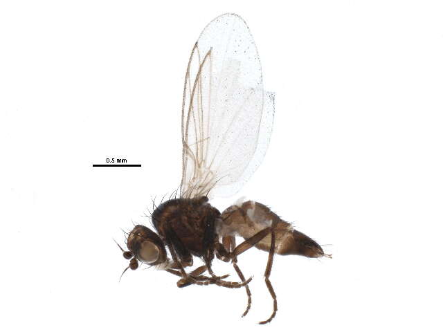 Chromatomyia puccinelliae Spencer 1969的圖片