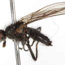 Scathophaga nigripalpis (Becker 1907) resmi