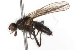 Scathophaga nigripalpis (Becker 1907) resmi