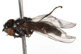 Image of Platycheirus carinatus