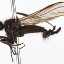 Image of Rhamphomyia filicauda Henriksen & Lundbeck 1917