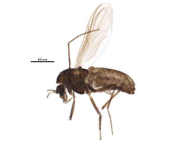 Plancia ëd Limnophyes asquamatus Saether 1975